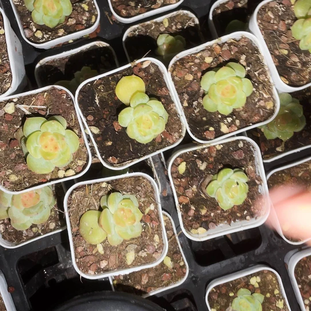 粉甜心状态中苗盆外棚一个满25包邮