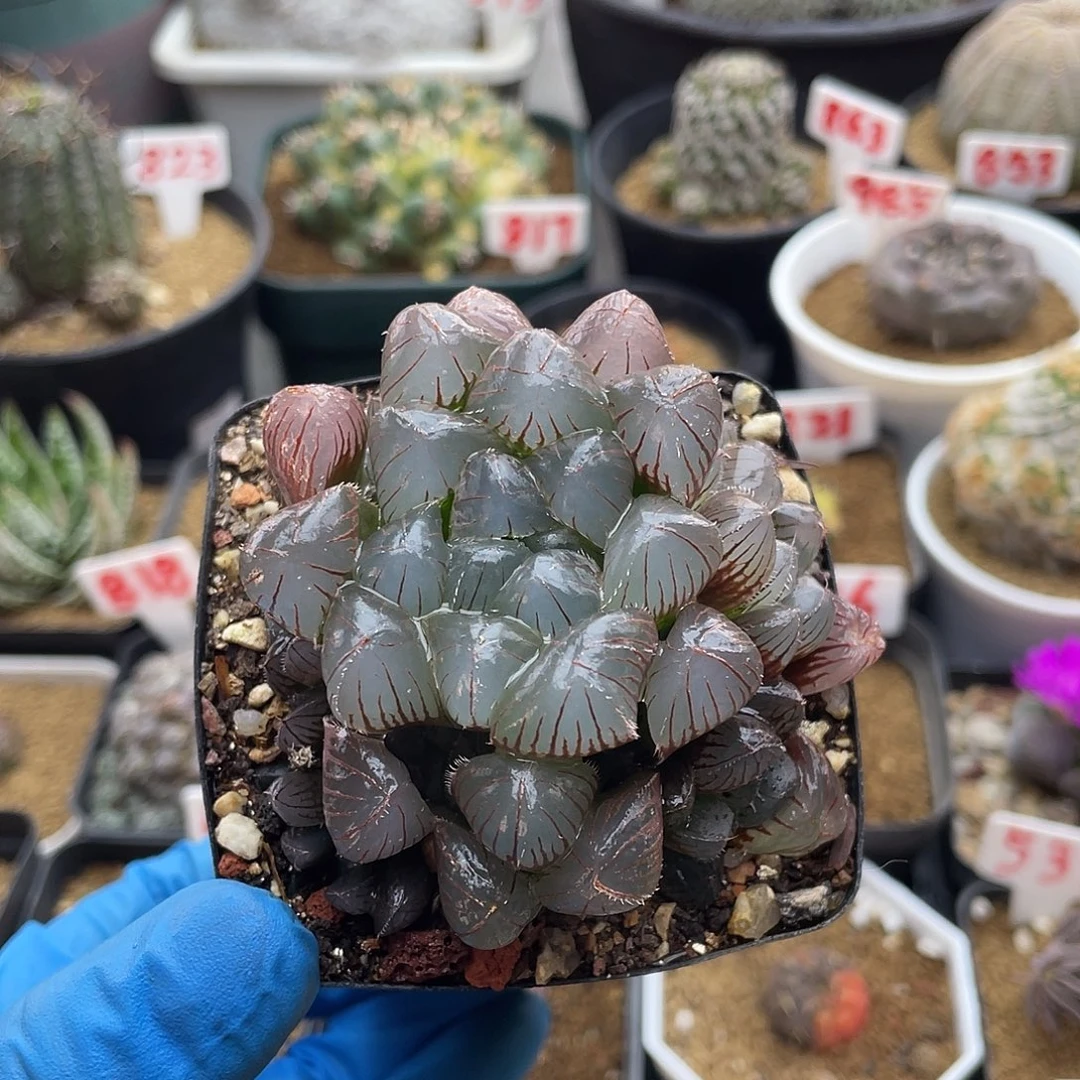 实生紫肌赤线玉露群仙人球