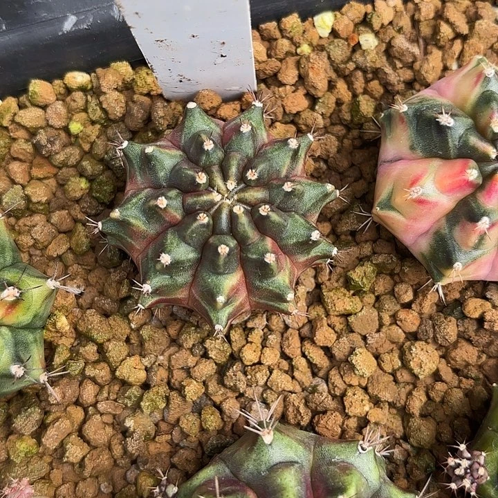 52-0602泰国发货多肉