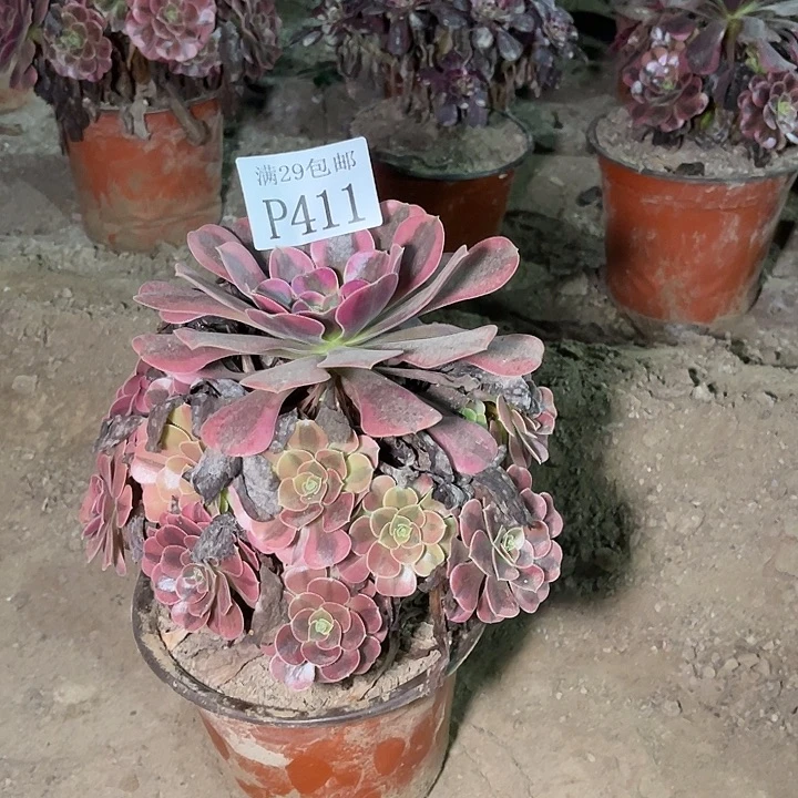411美杜莎多肉植物