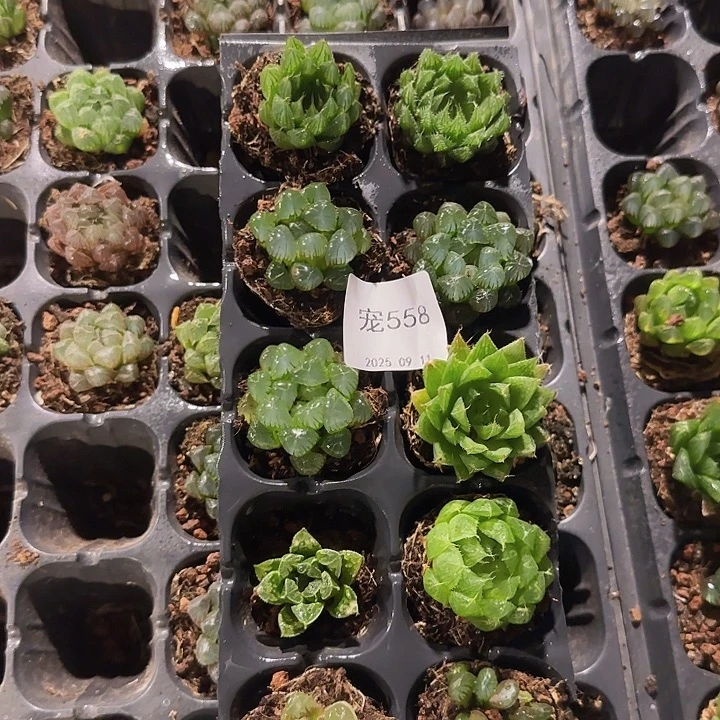直播福利一物一拍558
