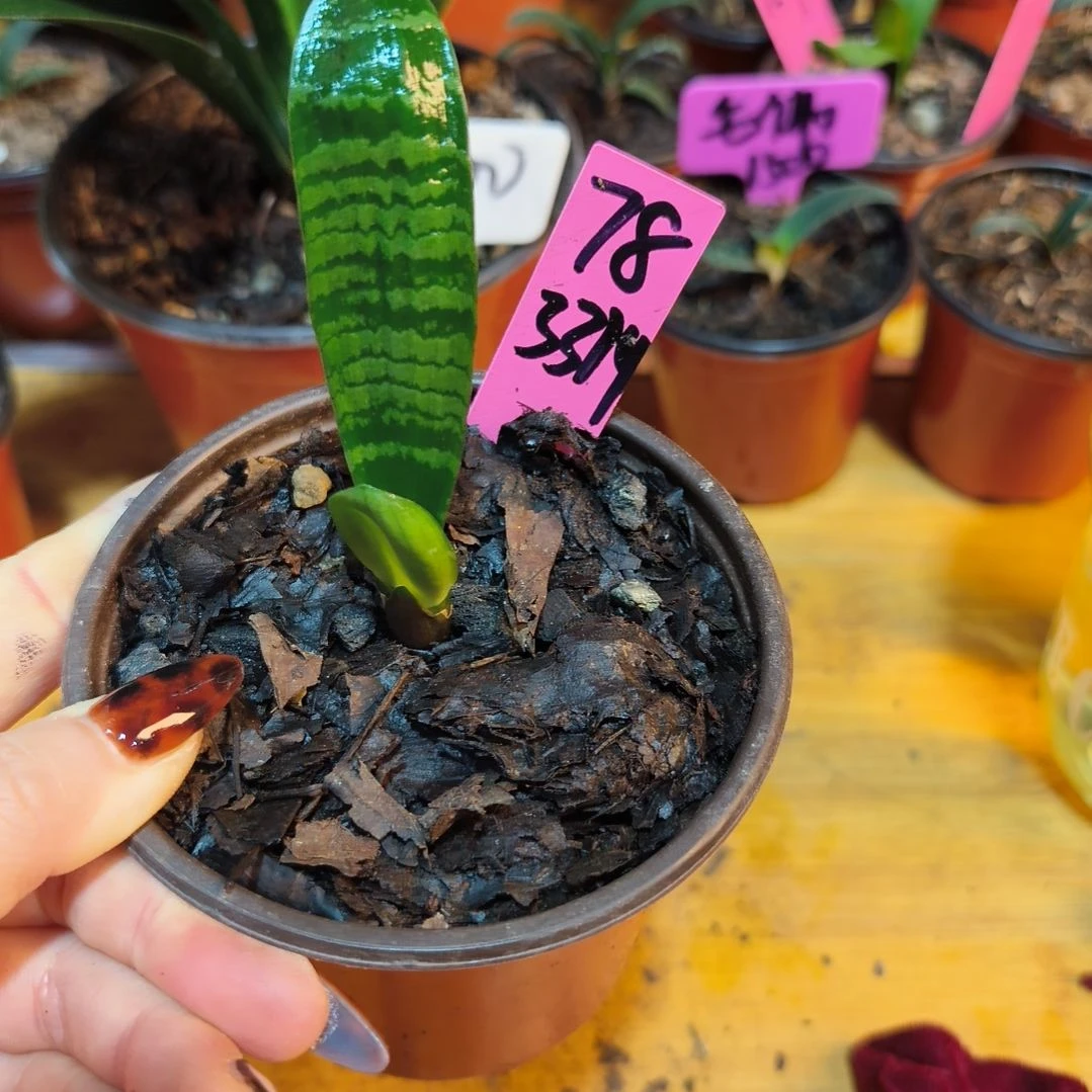 用***4无花朵君子兰直播带货