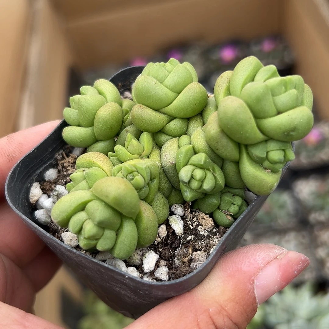 多肉植物寿无限群