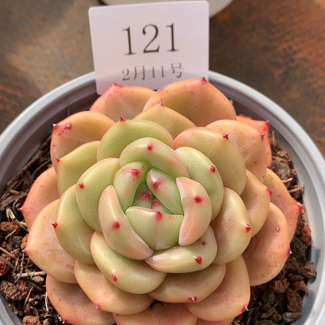 【闪购商品】云121号