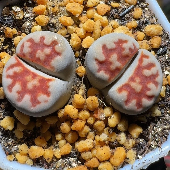 生石花1112222。  298