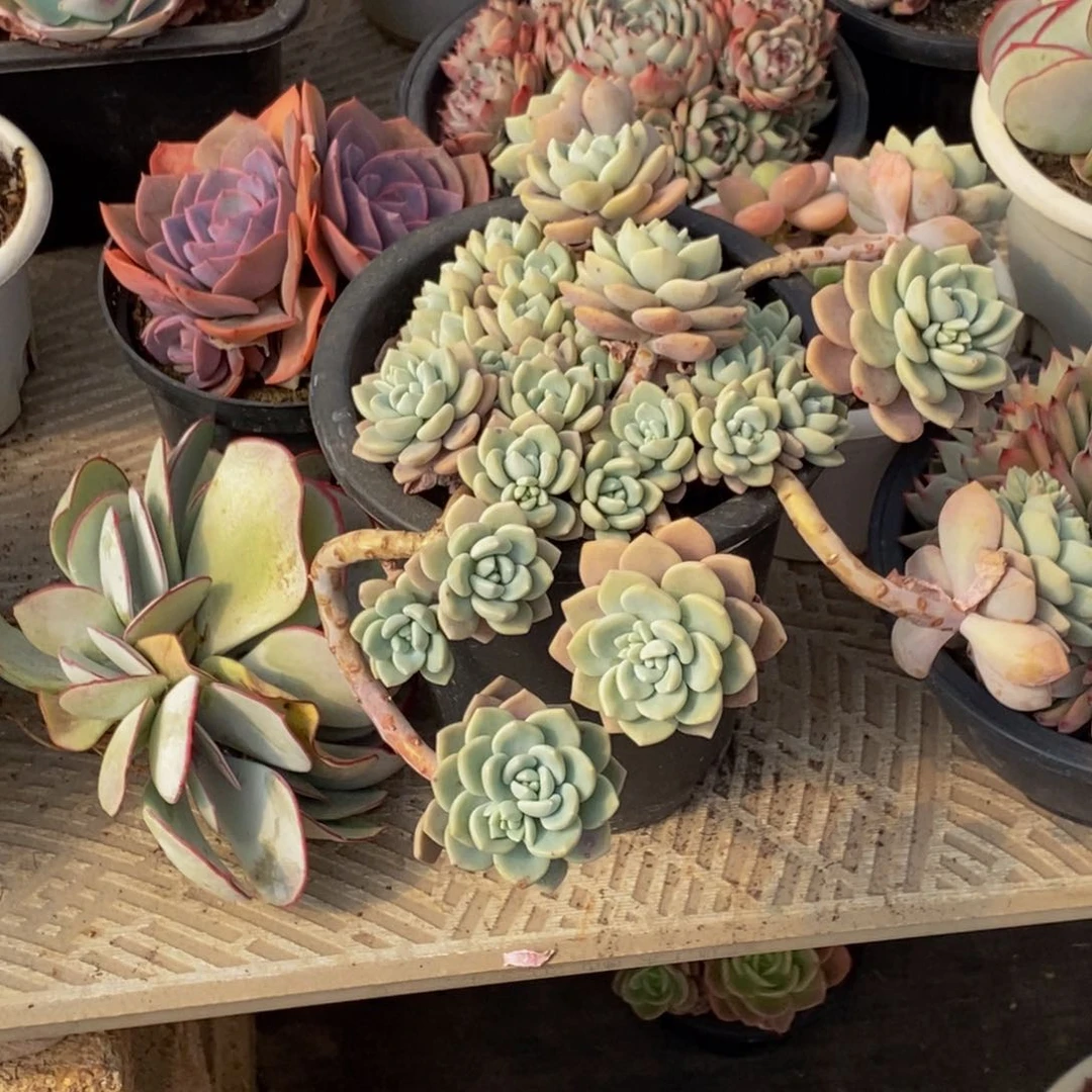 娜*?48包邮一物一拍多肉植物