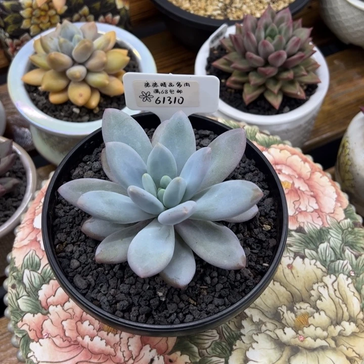 61310橙龙单头张张精品