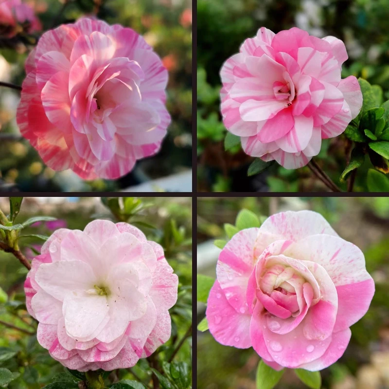 五年小叶皋月 拍一发四 好月-绢姬-诺惠比须-百花的装饰