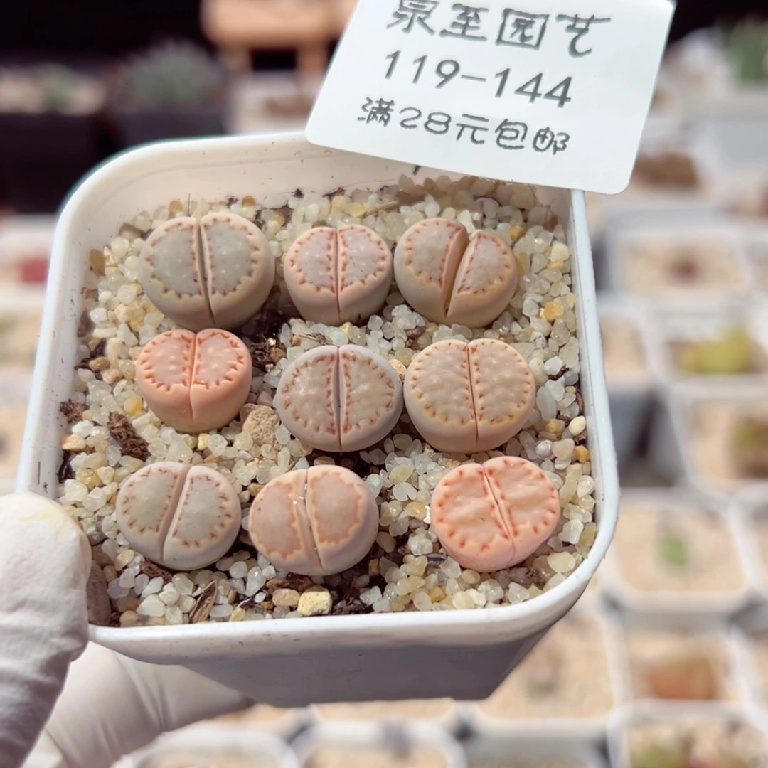 W****?119-144.我的小可爱