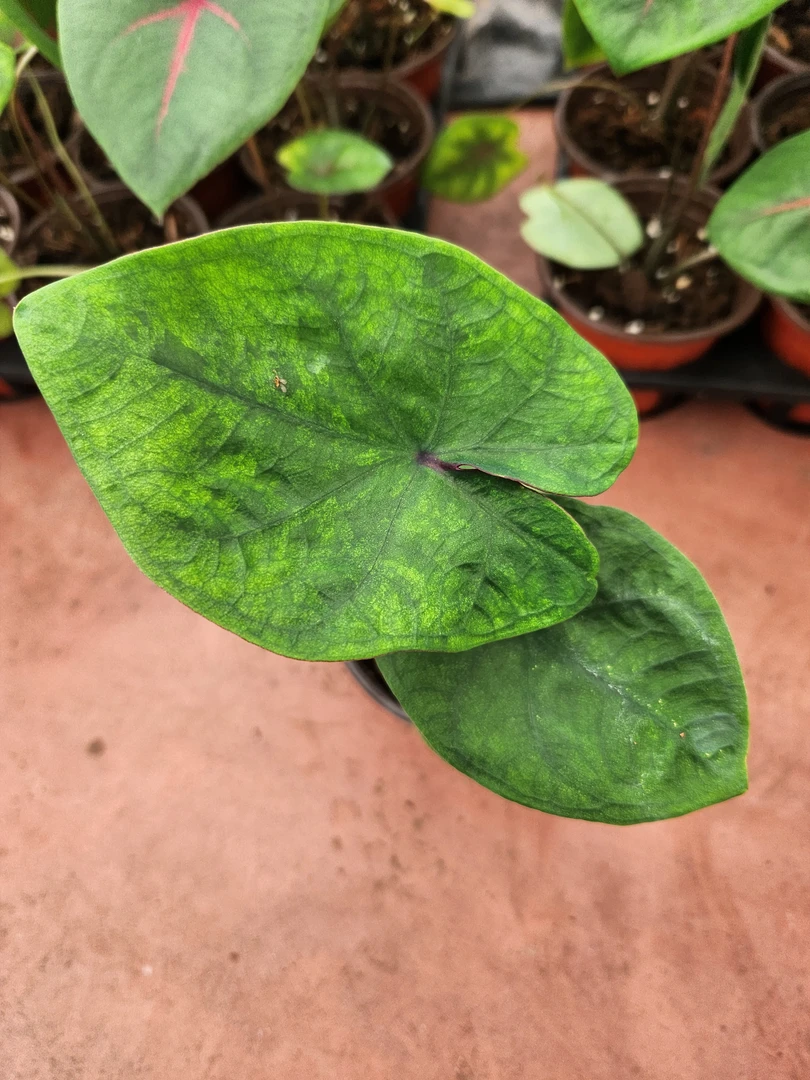 花都优选 彩叶芋 （粉泡泡）