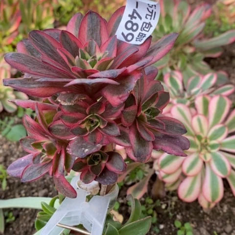 489嫁接魅金玫瑰锦满25包邮多肉