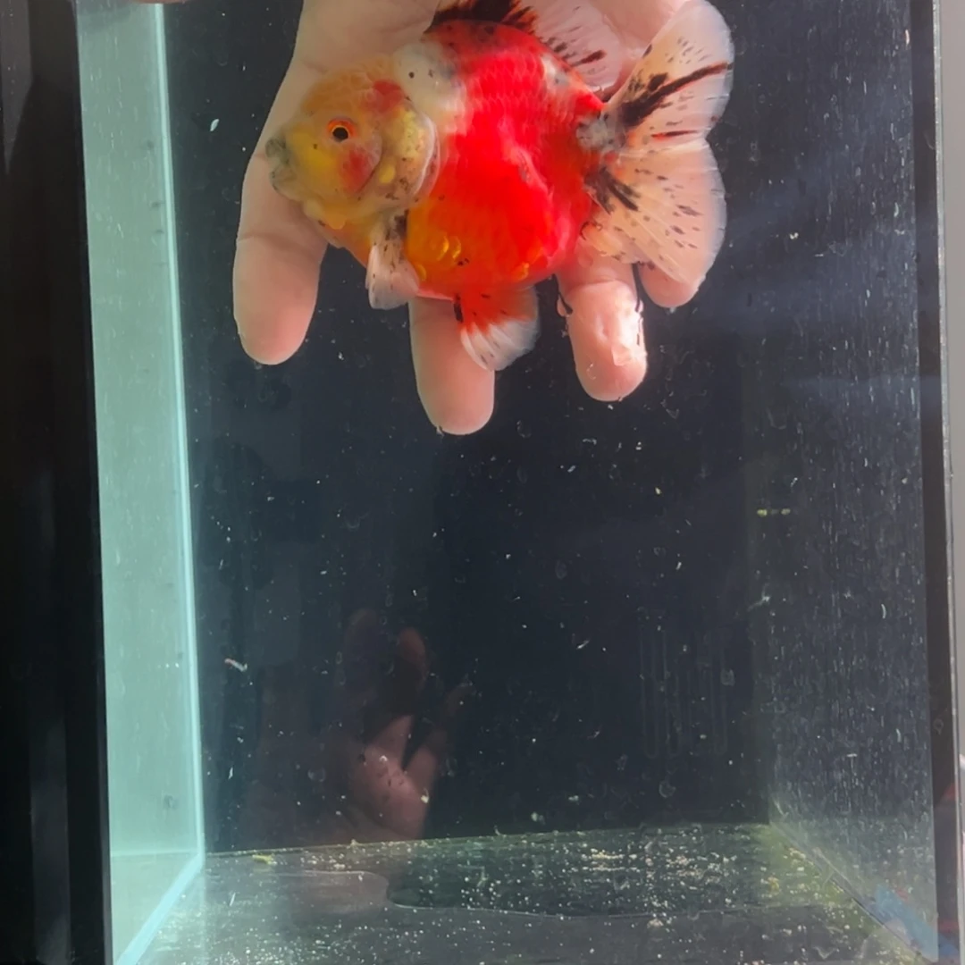 金鱼22888756664466888777