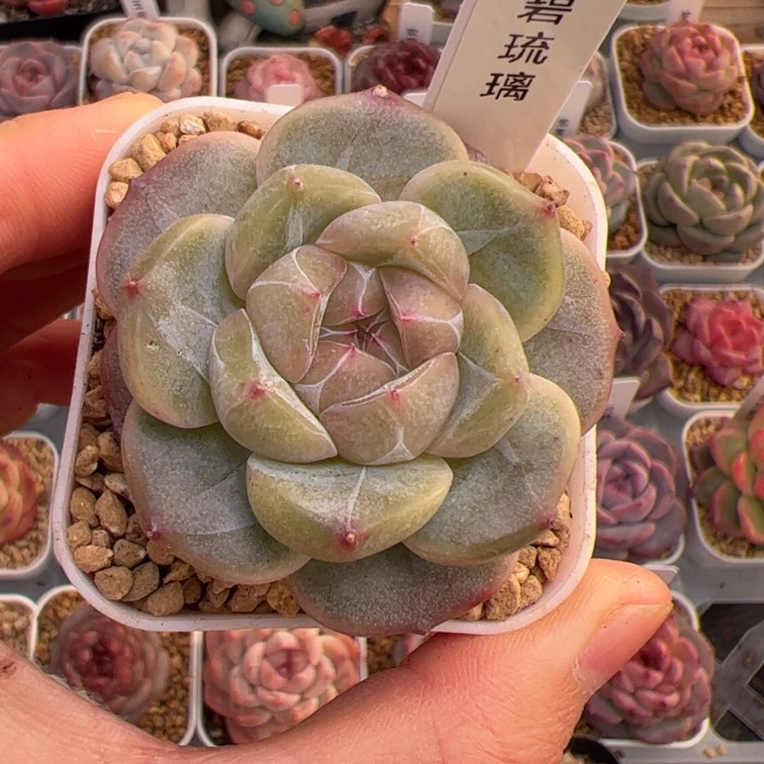 小*嗝757 多肉植物组合