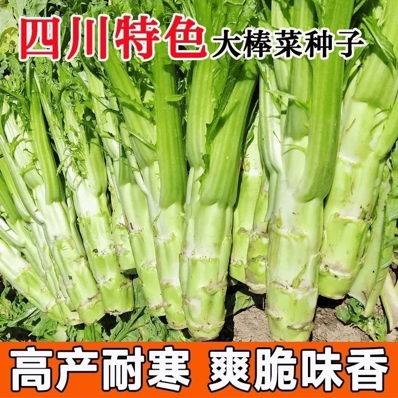 棒菜种子四川特色大棒菜春秋季农家种植薄皮