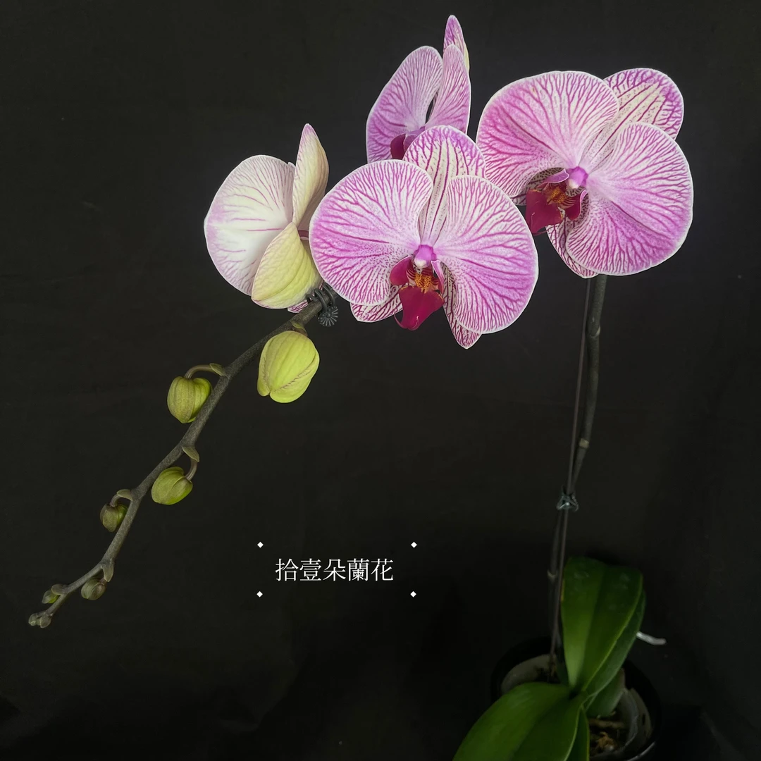 蝴蝶兰【旋律】3.5寸开花株 漳州基地直发