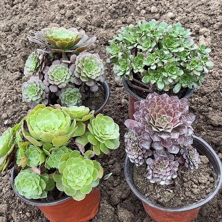4棵玫瑰玫瑰玫瑰玫瑰