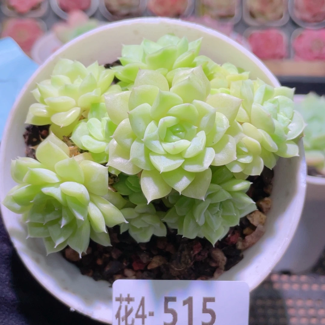 花利美4-515白天鹅