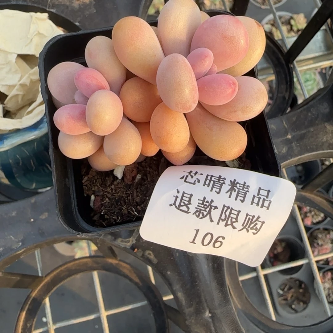 闪购精品多肉106号