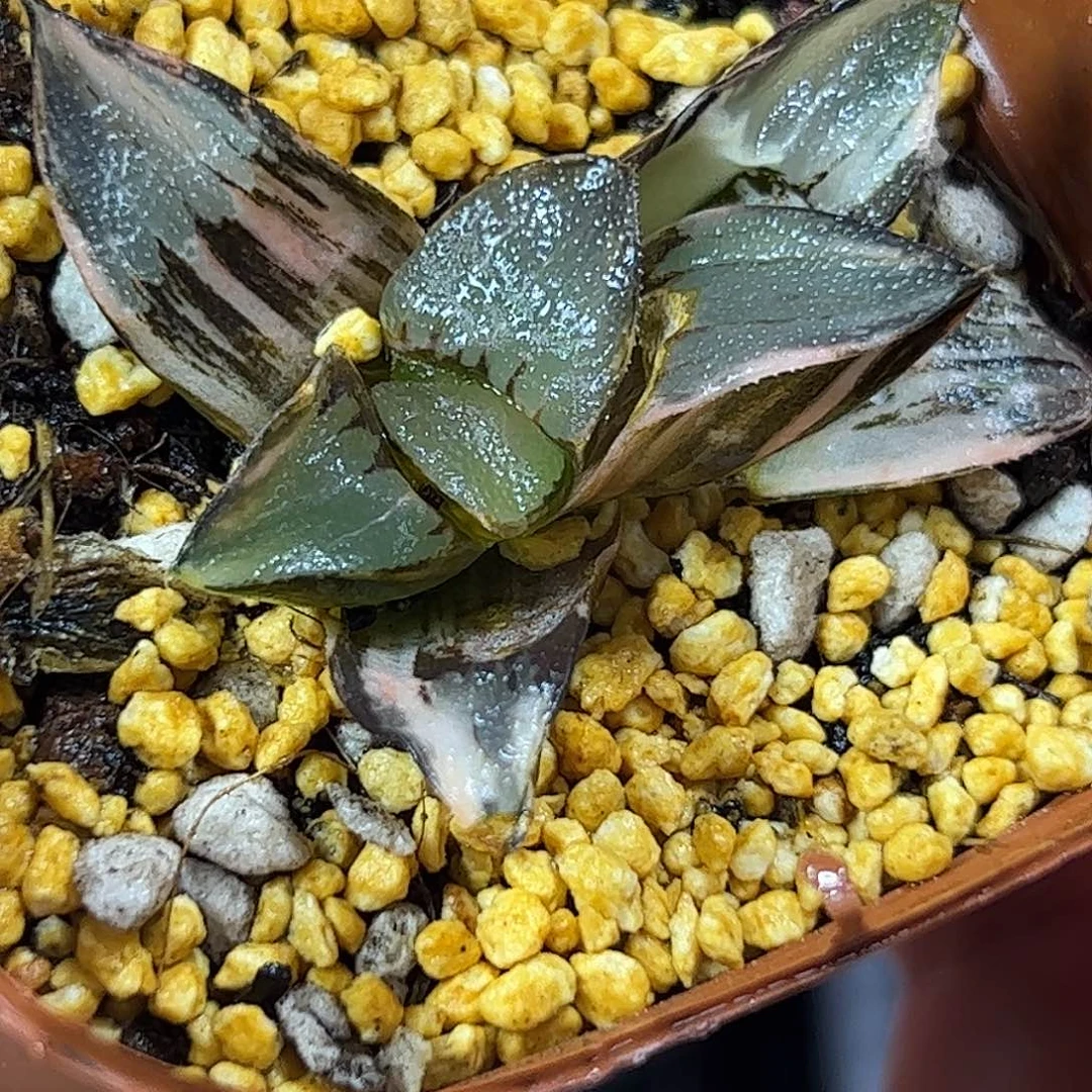中岛克锦十二卷多肉植物