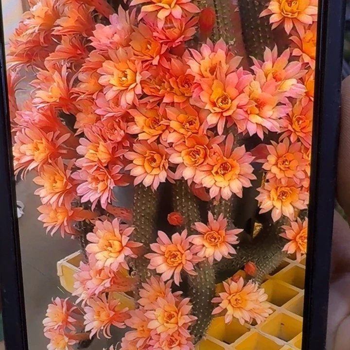 24垂吊金妞3个8公分左右无根侧牙，20包邮