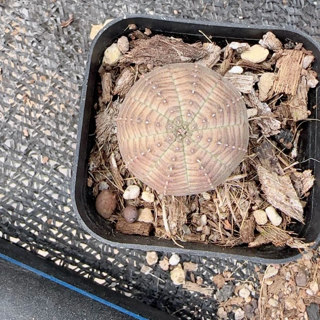 布纹球小单头多肉植物