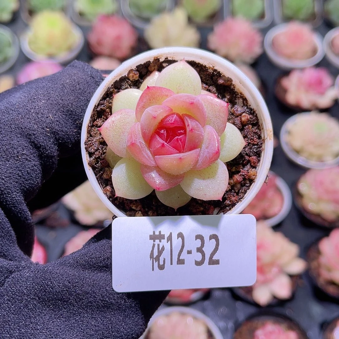 花利美12-32新品单头