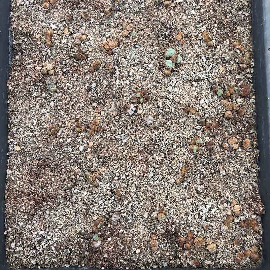 0000600清框脱土发