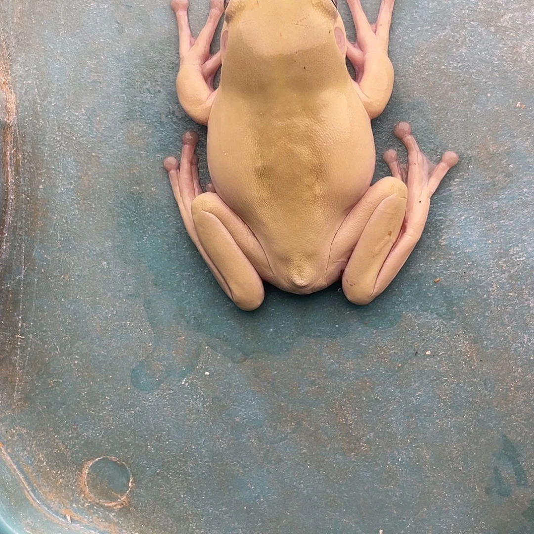 老爷树蛙2号青黄蓝眼