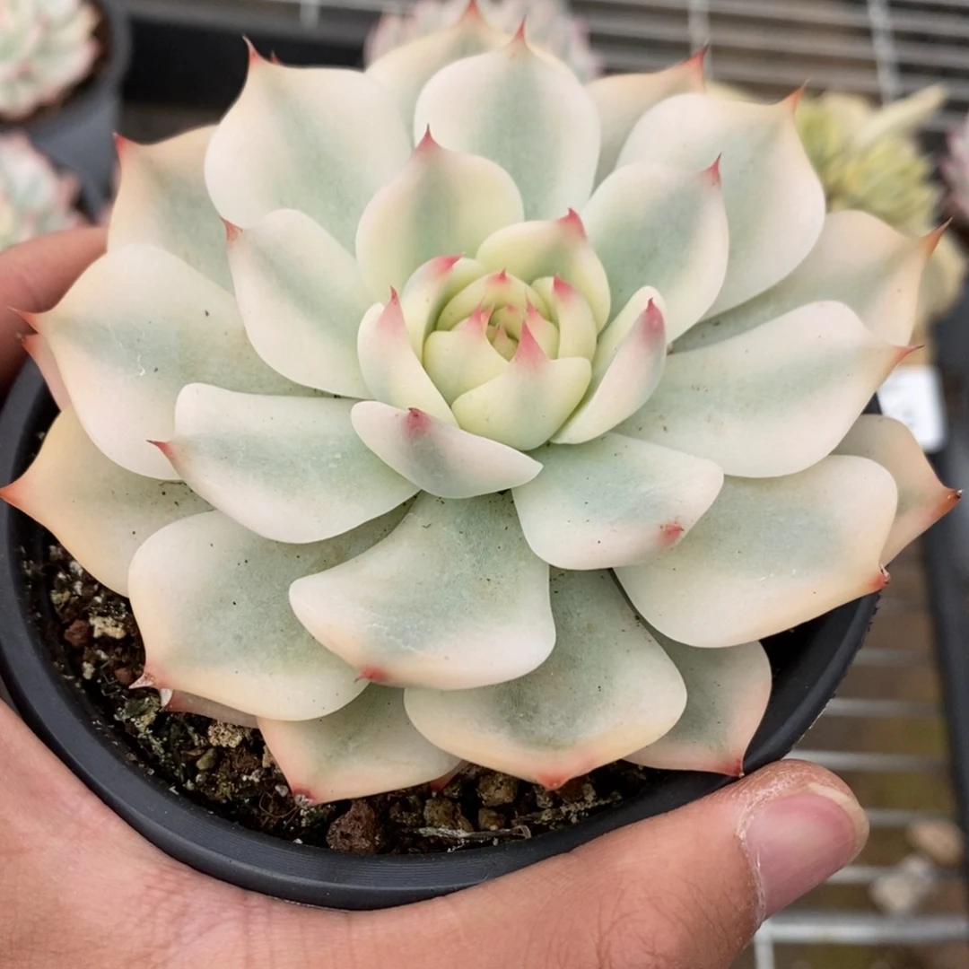 吉娃娃多肉植物8544
