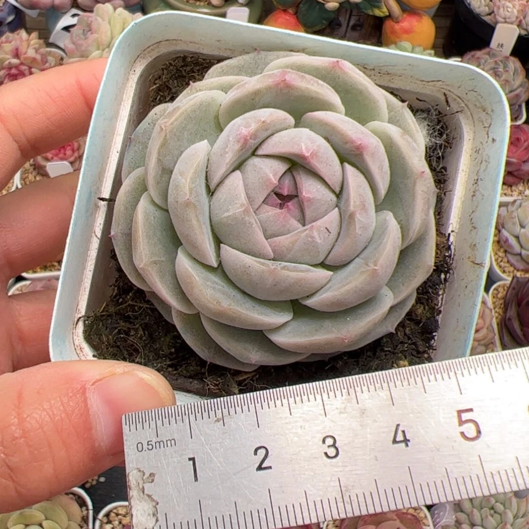 莫***_304 多肉植物组合