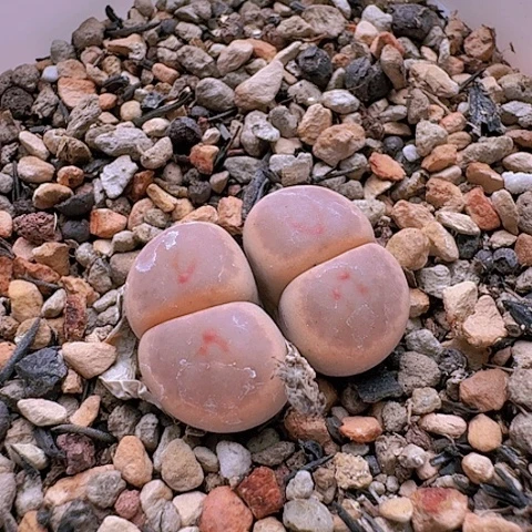 1027惜春双头母本带盆土发