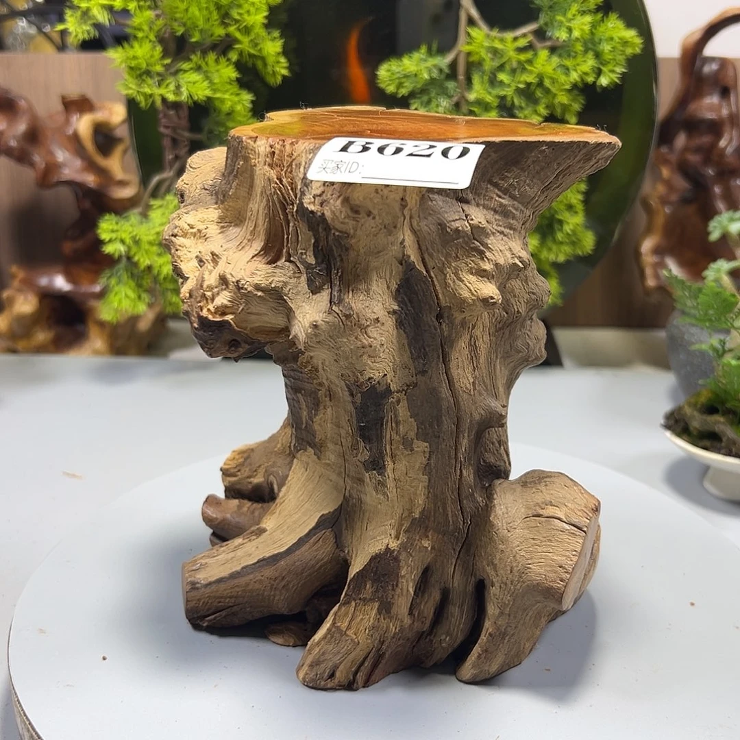 大果紫檀（缅甸花梨）丹**清