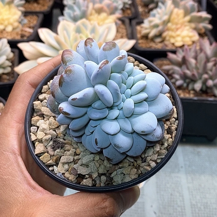 无花朵雪莲缀化实生