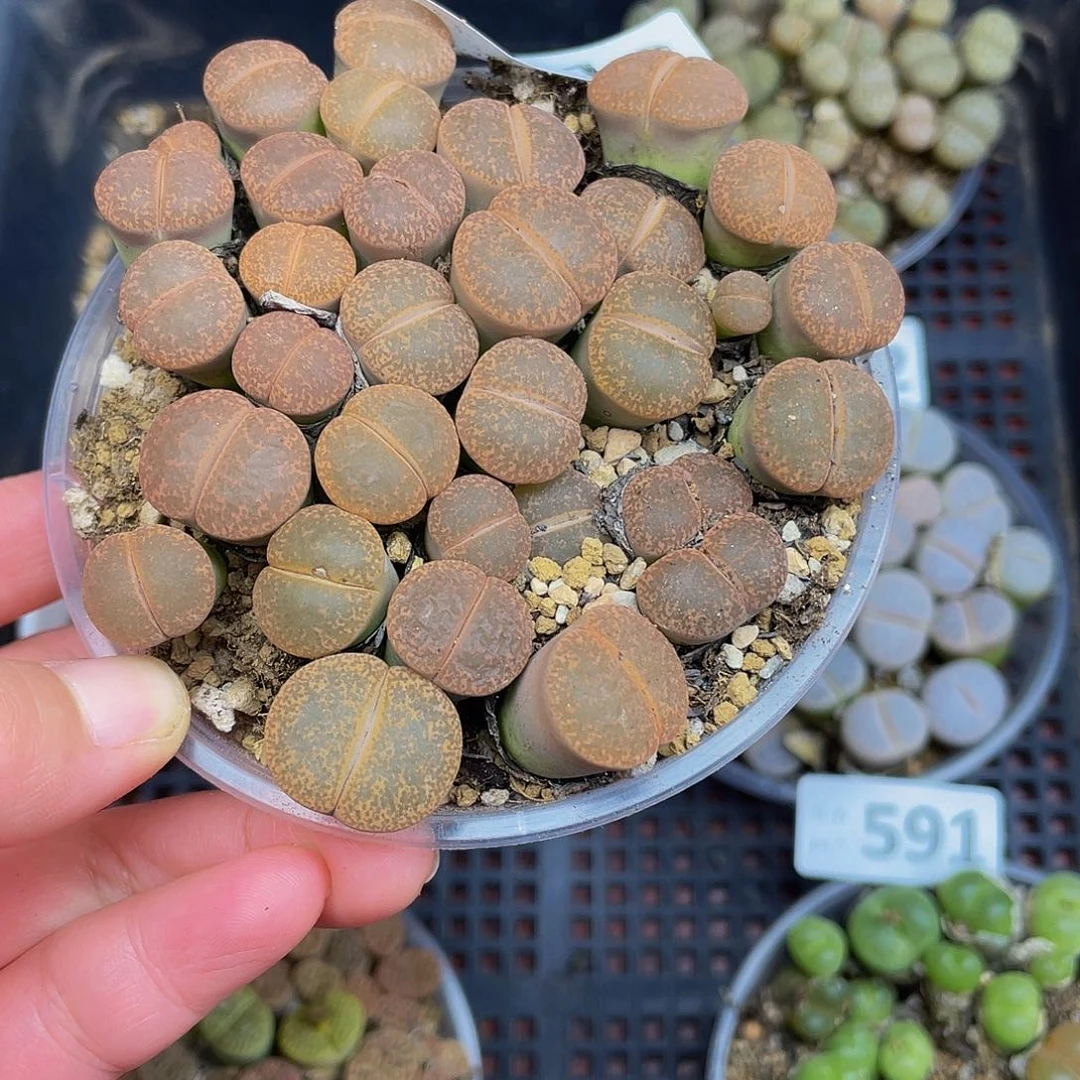 5130000000花花花花花花