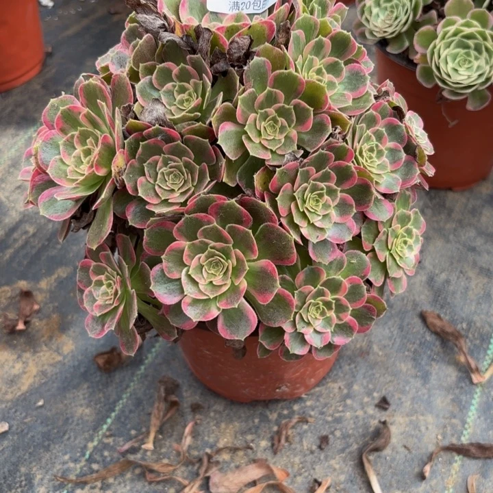 瑞妈多肉园艺038安娜