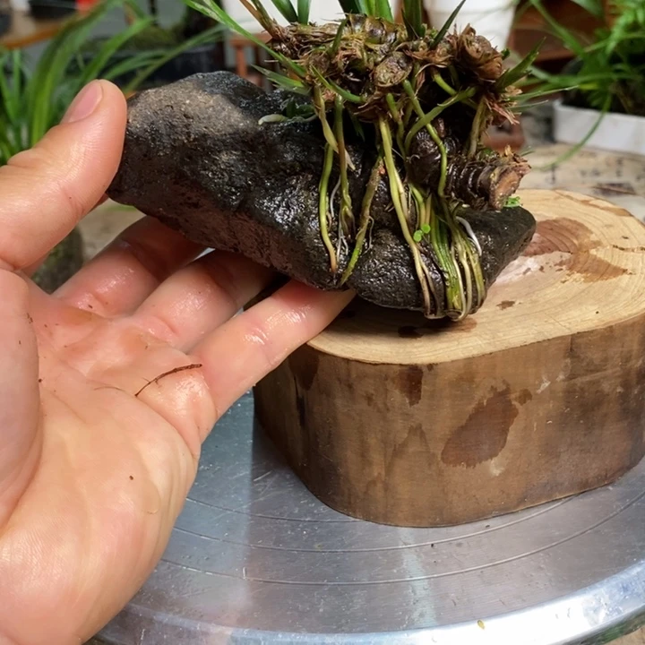 无花朵从**食菖蒲在哪都要照顾