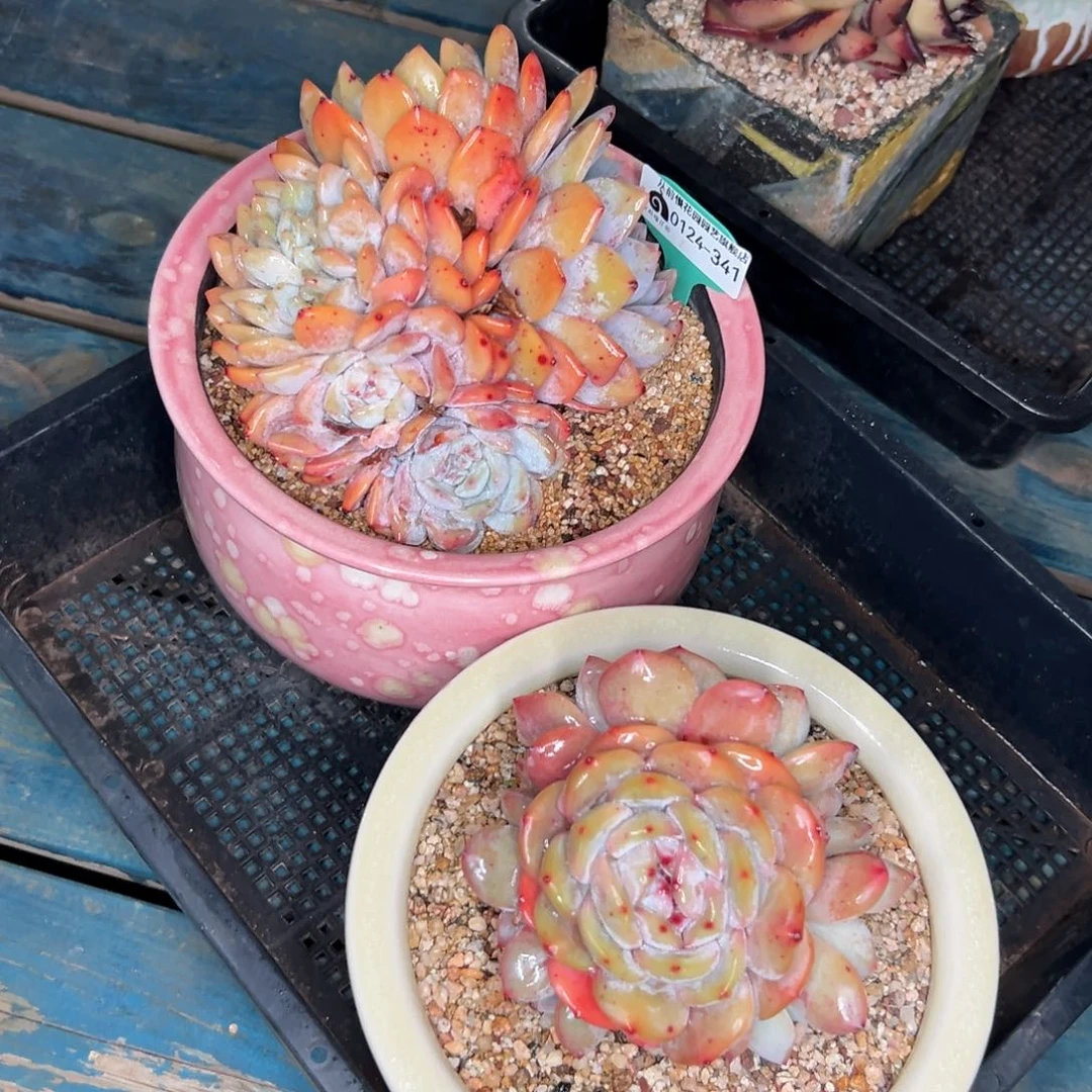 多肉一物一拍-0124-341