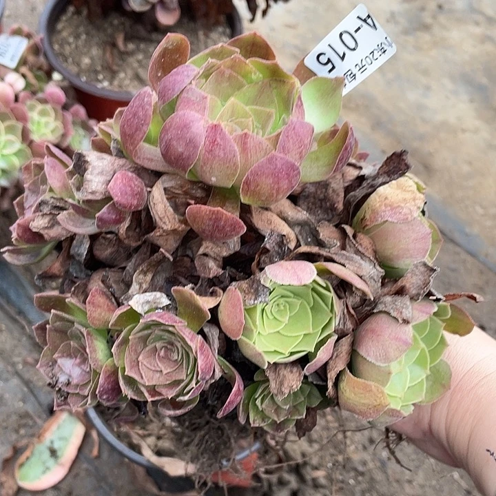 15黑寡妇多肉植物法师
