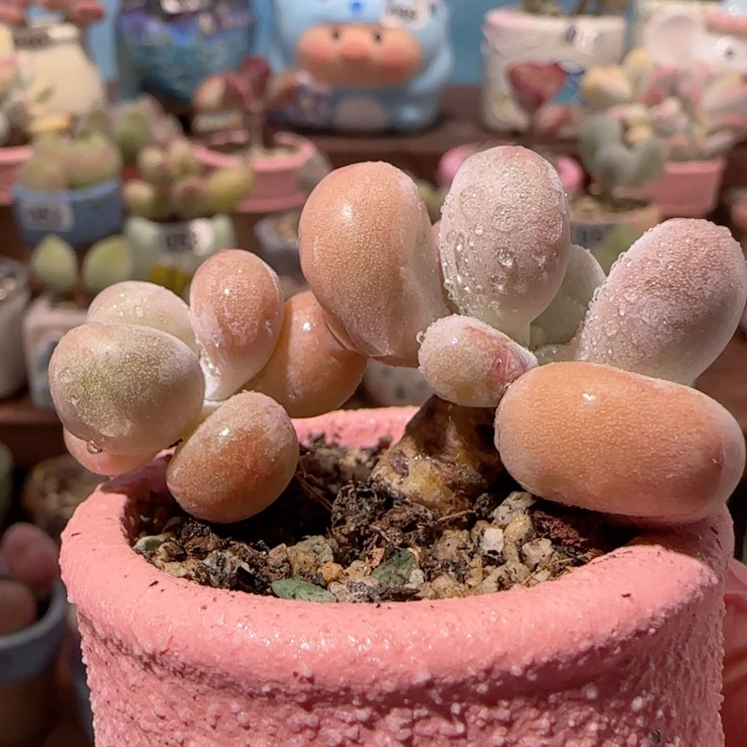 双头蛋黄奶 盆口4cm