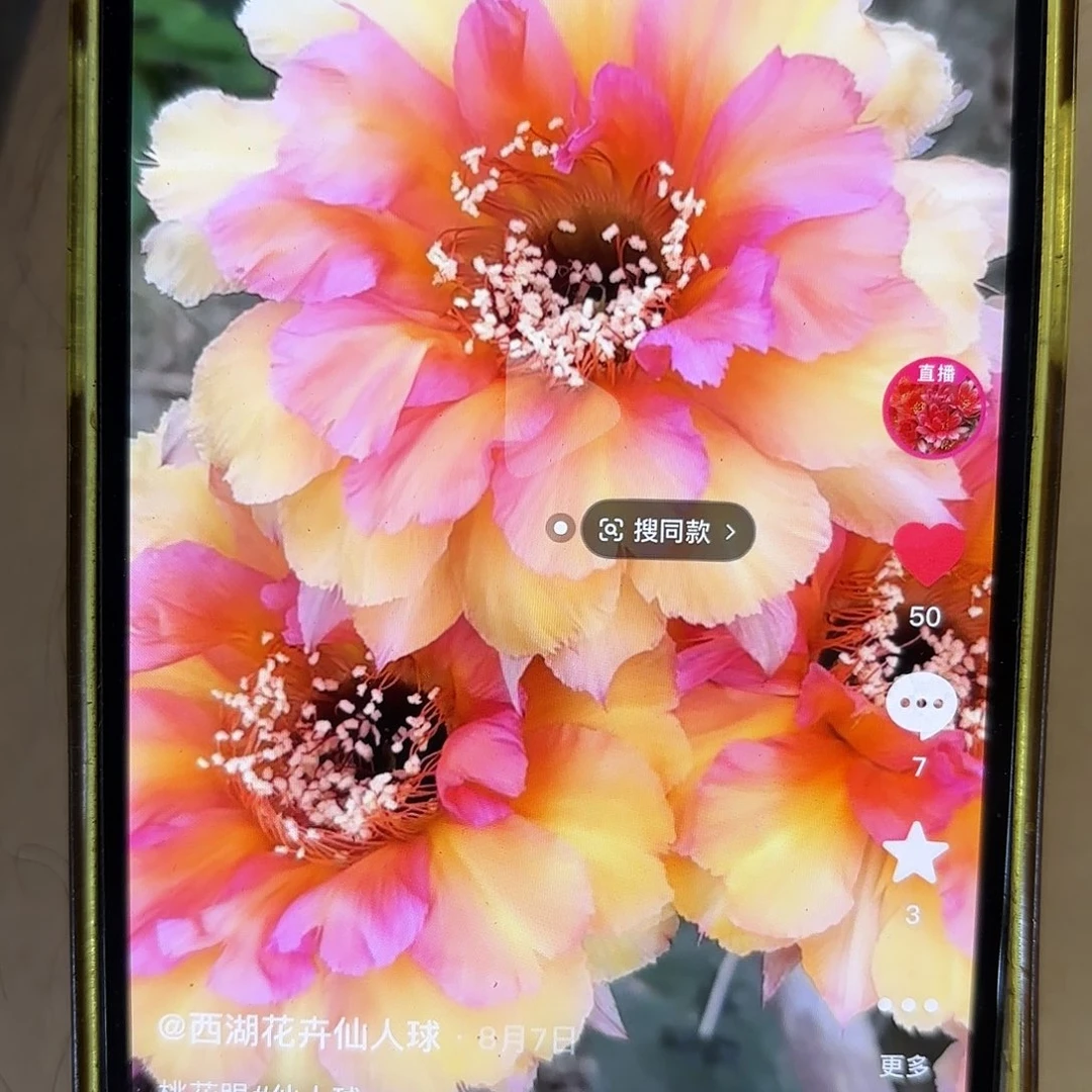 带根桃花眼彩侧牙20包邮仙人球