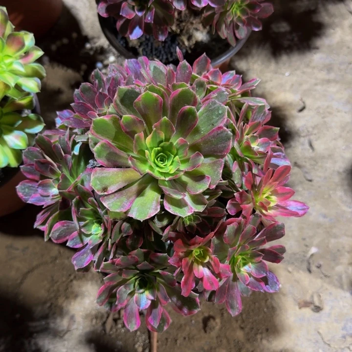 安娜脱土发货12.8