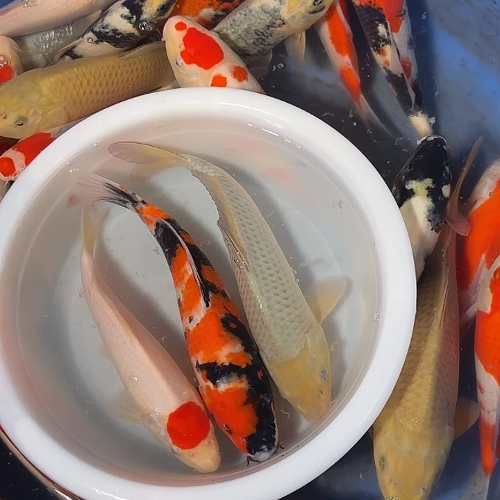 。***。海水鱼单顶昭和空里