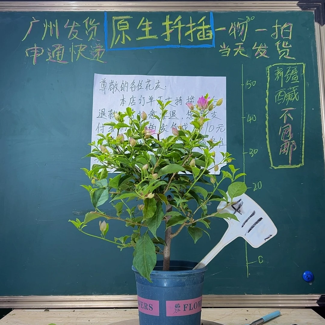 当前无花栽培后可以开花 下播 雪紫 411