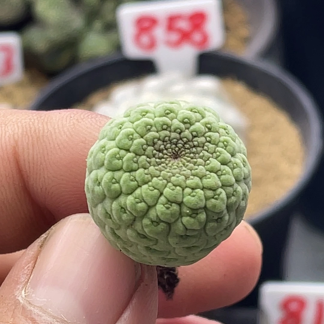 实生正版佛头凝蹄玉仙人球
