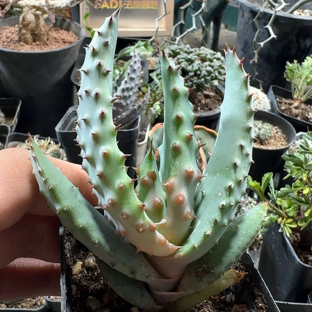 440鬼切芦荟脱土发货