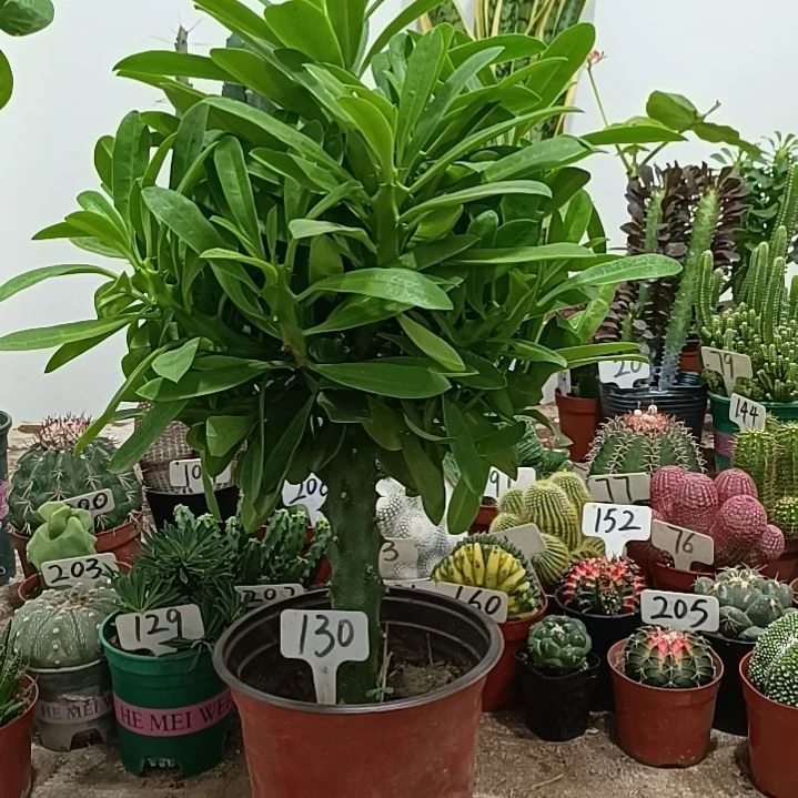 当前无花朵，栽培后可花朵霸王鞭      40元