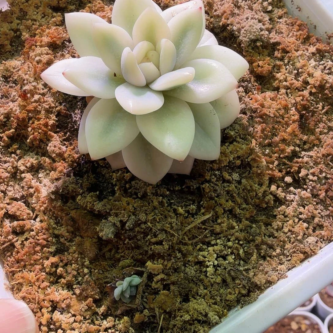 橙梦露锦植物一物一拍