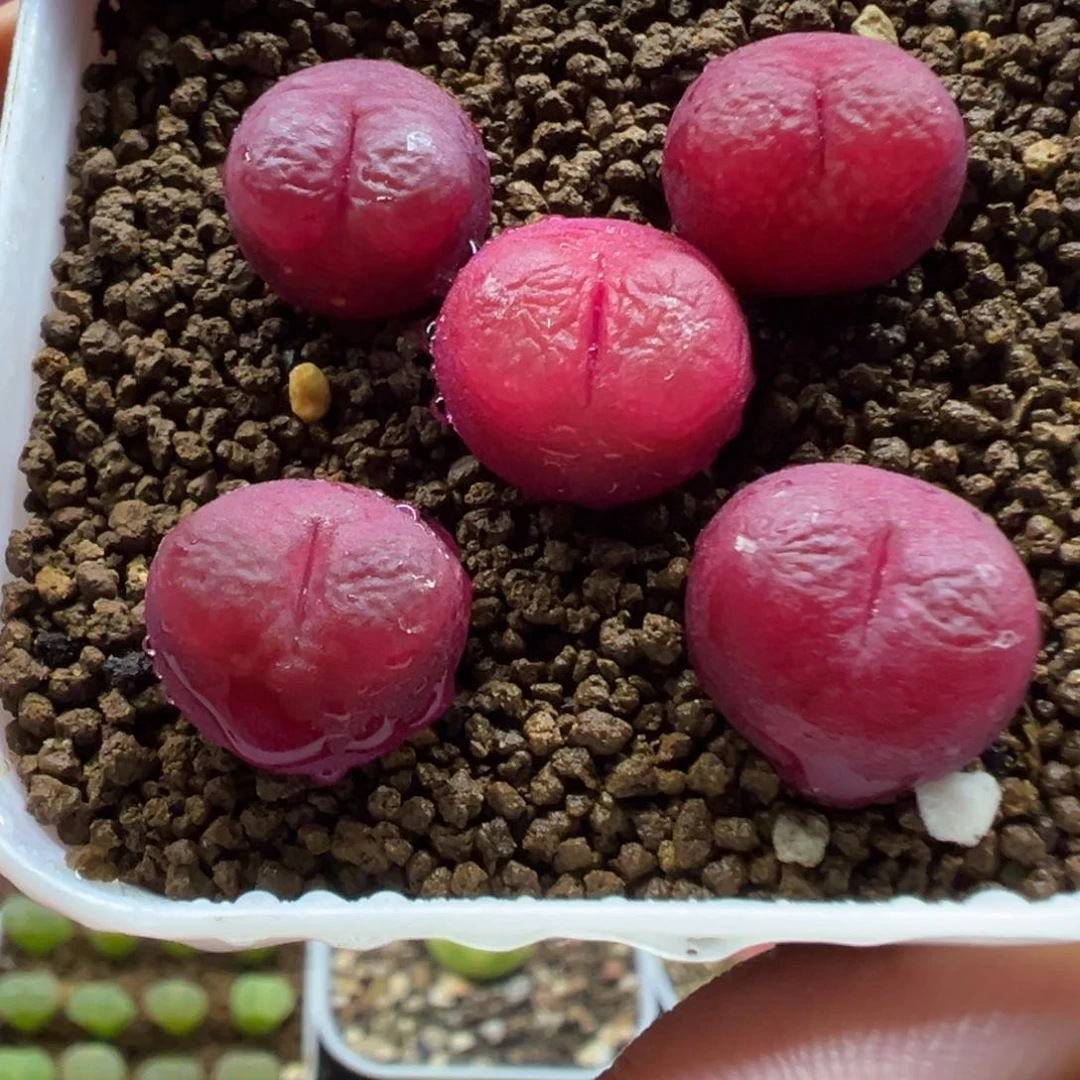 183吕红裸根发货