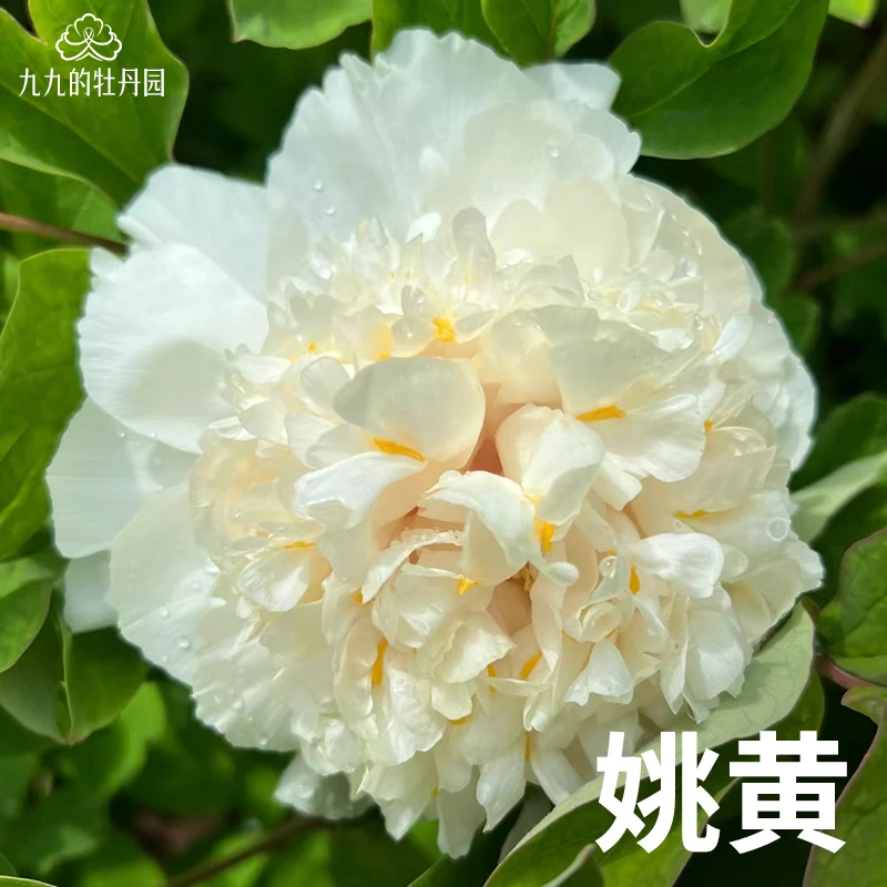 姚黄-重瓣大花牡丹花苗盆栽正宗洛阳牡丹大苗室内阳台庭院花卉