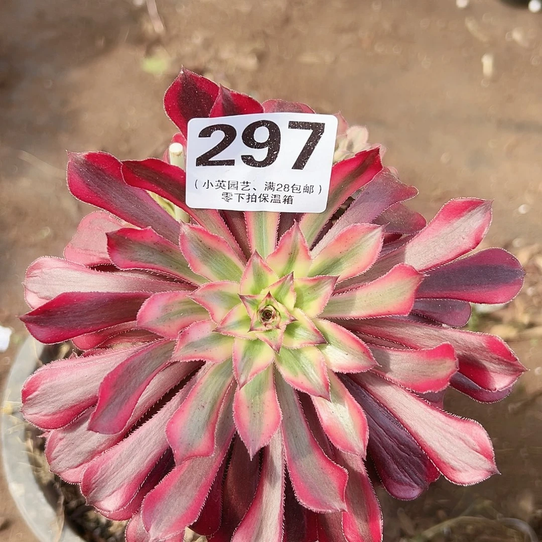 多肉植物多肉植物297